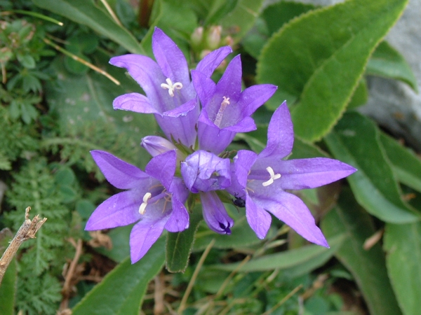 Campanula glomerata / Campanula a mazzetto
